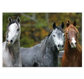 Educa Jigsaw Puzzle - Arabian Horses - 1000 pieces Educa Jigsaw Puzzle - Arabian Horses - 1000 pieces